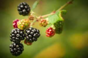 Blackberry plant, growing blackberries