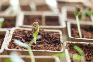 Seedling Sprouting