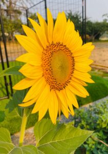 Sunflower Bloom